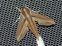 Hippotion boerhaviae