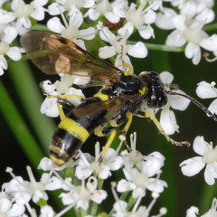 Tenthredo distinguenda