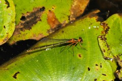Austrocnemis splendida