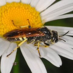 Tenthredo neobesa