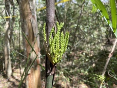 Chamaedorea seifrizii