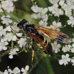 Tenthredo neobesa