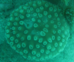 Duncanopsammia peltata