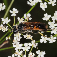 Tenthredo neobesa