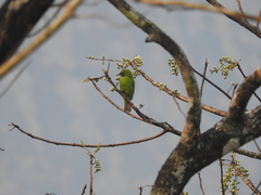 Chloropsis aurifrons