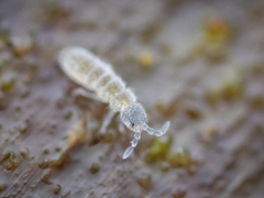 Parisotoma notabilis