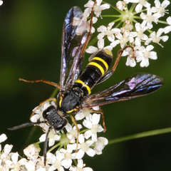 Tenthredo vespa