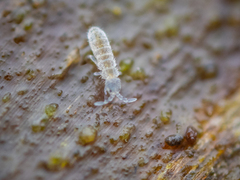 Parisotoma notabilis