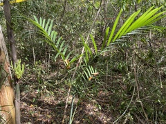 Chamaedorea seifrizii