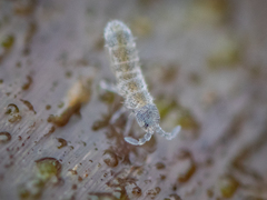 Parisotoma notabilis