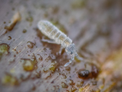 Parisotoma notabilis