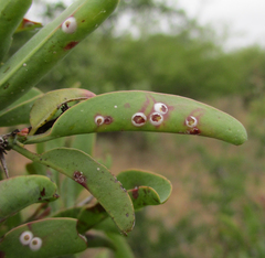 Ximenia americana