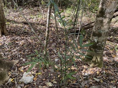 Chamaedorea seifrizii