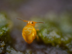 Sminthurinus aureus