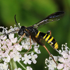 Tenthredo vespa