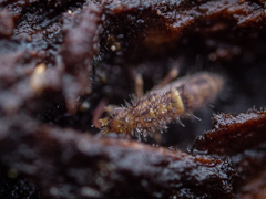 Orchesella cincta