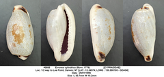 Erronea cylindrica