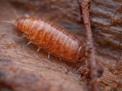 Trichoniscus pusillus