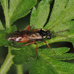 Aglaostigma aucupariae