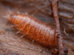 Trichoniscus pusillus