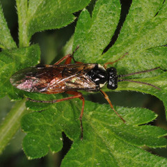 Aglaostigma aucupariae