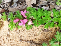 Dicerocaryum senecioides