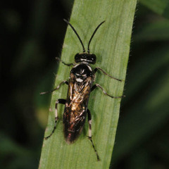 Macrophya albicincta