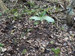 Brosimum alicastrum