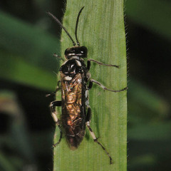 Macrophya albicincta