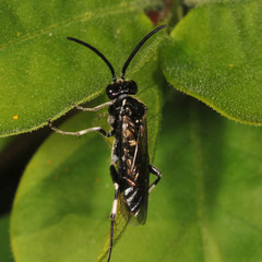 Macrophya albicincta