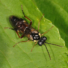 Aglaostigma aucupariae