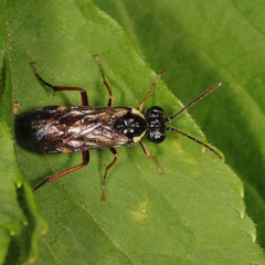 Aglaostigma aucupariae