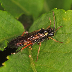 Aglaostigma aucupariae