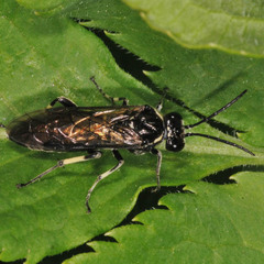 Macrophya albicincta