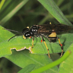 Tenthredo maculata