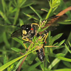 Tenthredo maculata