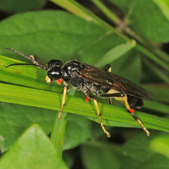 Tenthredo maculata