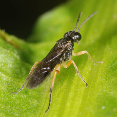 Allantinae