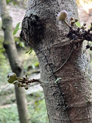 Ficus benguetensis