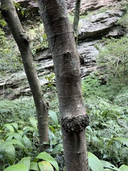 Ficus benguetensis