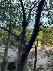 Ficus benguetensis