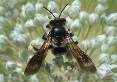 Andrena pilipes
