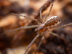 Neriene peltata