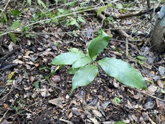 Brosimum alicastrum