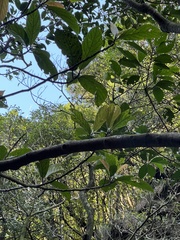 Ficus benguetensis