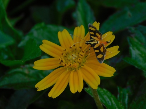 Orange-spotted Flower Moth photo 4