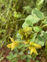 Crotalaria micans