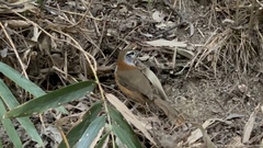 Pterorhinus pectoralis