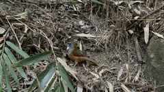 Pterorhinus pectoralis