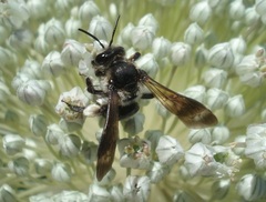 Andrena pilipes